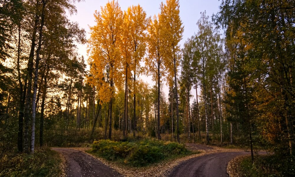 A quiet dirt road surrounded by trees, evoking the uncertainty of leaving a stable job to go solo