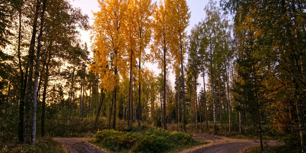 A quiet dirt road surrounded by trees, evoking the uncertainty of leaving a stable job to go solo