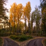 A quiet dirt road surrounded by trees, evoking the uncertainty of leaving a stable job to go solo