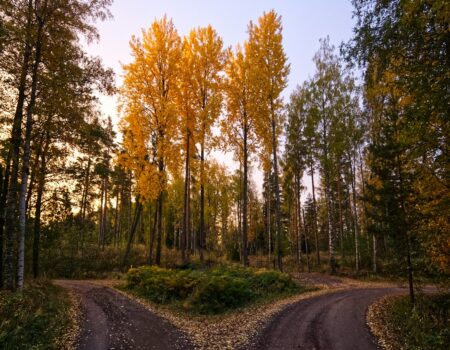 A quiet dirt road surrounded by trees, evoking the uncertainty of leaving a stable job to go solo