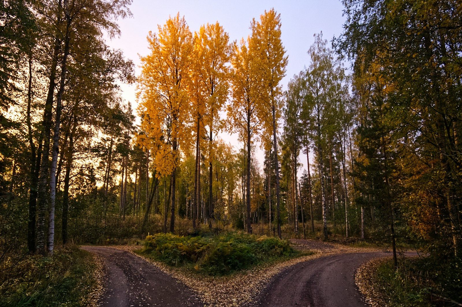 A quiet dirt road surrounded by trees, evoking the uncertainty of leaving a stable job to go solo
